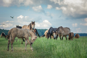 A herd of horses grazes on a field on a summer sunny day.