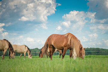 Fototapeta na wymiar A herd of horses grazes on a field on a summer sunny day.