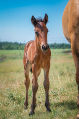 Fototapeta premium A herd of horses grazes on a field on a summer sunny day.