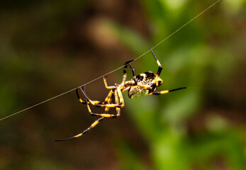 spider on a leaf