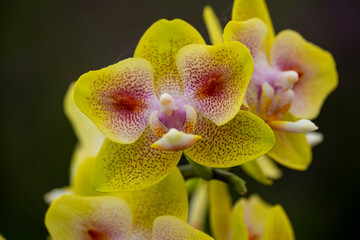 Fototapeta premium Detailaufnahme gelber Phalaenopsis-Blüten