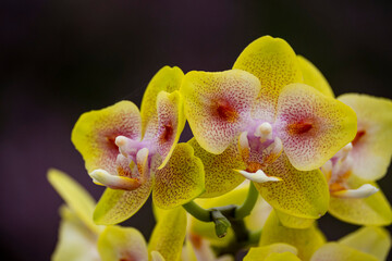 Obraz na płótnie Canvas Orchideen Phalaenopsis exotische Blumen bunte Blüte