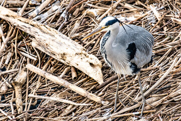 Porträt Graureiher im Frühling