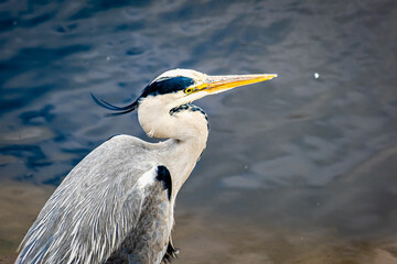 Porträt Graureiher im Frühling