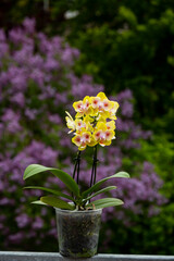 Orchideen exotische Blumen mit vielen Farben