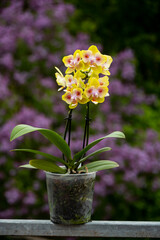 Orchideen Phalaenopsis exotische Blumen bunte Blüte