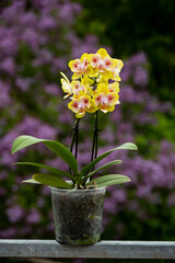 Orchideen exotische Blumen mit vielen Farben