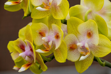 Obraz na płótnie Canvas Orchideen exotische Blumen mit vielen Farben