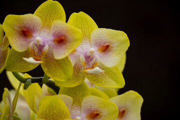 Obraz na płótnie Canvas Orchideen Phalaenopsis exotische Blumen bunte Blüte