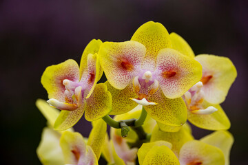 Obraz na płótnie Canvas Orchideen exotische Blumen mit vielen Farben