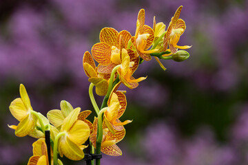 Orchideen exotische Blumen mit vielen Farben