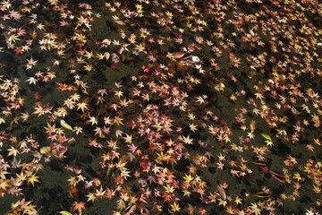 水に浮かぶもみじ