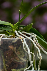 Orchideen Phalaenopsis exotische Blumen bunte Blüte