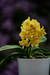 Orchideen Phalaenopsis exotische Blumen bunte Blüte