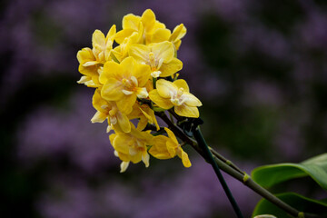 Orchideen Phalaenopsis exotische Blumen bunte Blüte