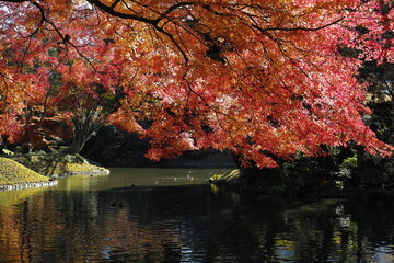 日本庭園の紅葉