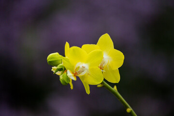 Orchideen Phalaenopsis exotische Blumen bunte Blüte