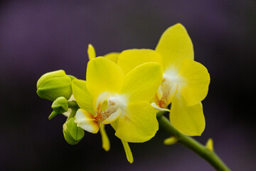 Fototapeta na wymiar Orchideen exotische Blumen mit vielen Farben