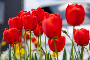 Obraz premium チューリップ