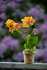 Orchideen Phalaenopsis exotische Blumen bunte Blüte