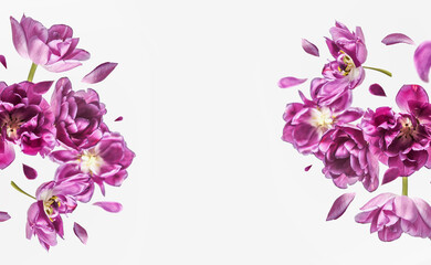 Flying purple flower and petals frame at white background. Floral levitation concept with floating blooms. Front view with copy space.