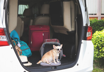  brown chihuahua dog wearing sunglasses sitting in front of traveler pet carrier bag in car trunk...