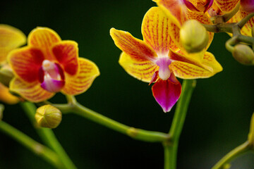 Orchideen exotische Blumen mit vielen Farben