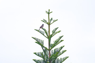 Red-vented bulbul bird sitting on tree branch with bright white background