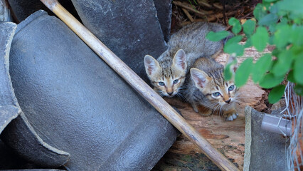 Two little kittens came out of hiding looking at the camera..
