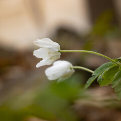 close up of white flower