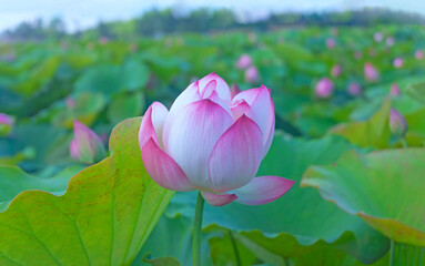 Lotus or Lilies, Nelumbo nucifera is blooming in the pond.