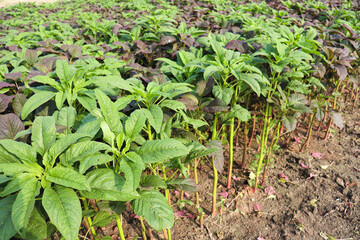 spinach farm for harvest and eat