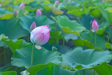 Lotus or Lilies, Nelumbo nucifera in the midst of green leaves in the pond.
