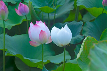 Lotus or Lilies, Nelumbo nucifera, Pink-white is blooming and beside each other is white lotus fading among the green leaves in the pond..