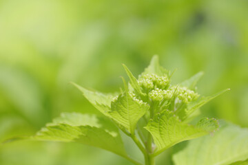 紫陽花の花芽と新葉　5月