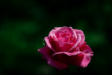 艶めく赤いバラ　5月