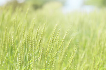 初夏の晴れ間の光と小麦