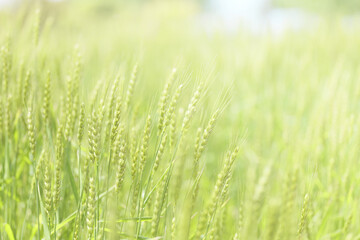 初夏の晴れ間の光と小麦