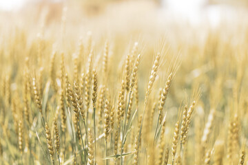 初夏の晴れ間の光と小麦