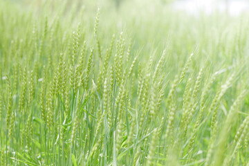 初夏の晴れ間の光と小麦