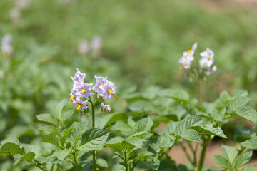 初夏のじゃがいもの花