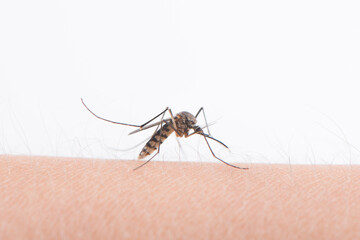 Close up of a mosquito sucking human blood