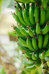 実った若いバナナ