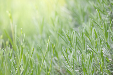 明るい光とラベンダーの新芽