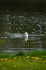 swan swims on the lake