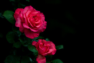 艶めく赤いバラ　5月