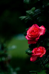 艶めく赤いバラ　5月