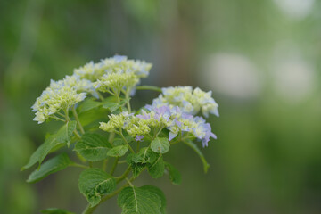 咲き始めの紫陽花の花　5月