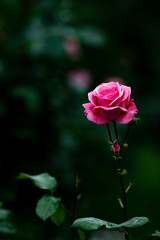 艶めく赤いバラ　5月