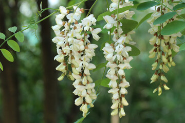 ぼんやりと周囲の風景が写る中の複数のニセアカシアの花房と長く伸びる葉をつけた蔓。少し引いたアップ